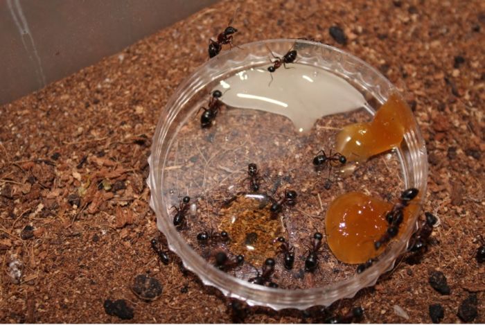 Camponotus novaeboracansis May 27 2018 (11)