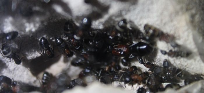 Camponotus novaeboracansis May 27 2018 (2)
