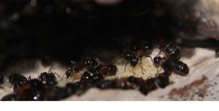 Camponotus novaeboracansis May 27 2018 (9)