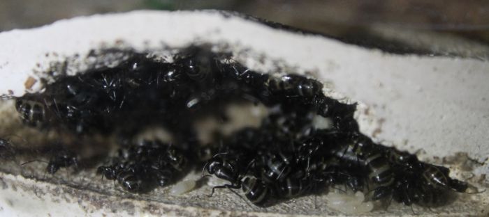 Camponotus pennsylvanicus May 23 2018 (2)