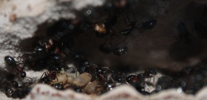 Camponotus novaeboracansis May 27 2018 (1)