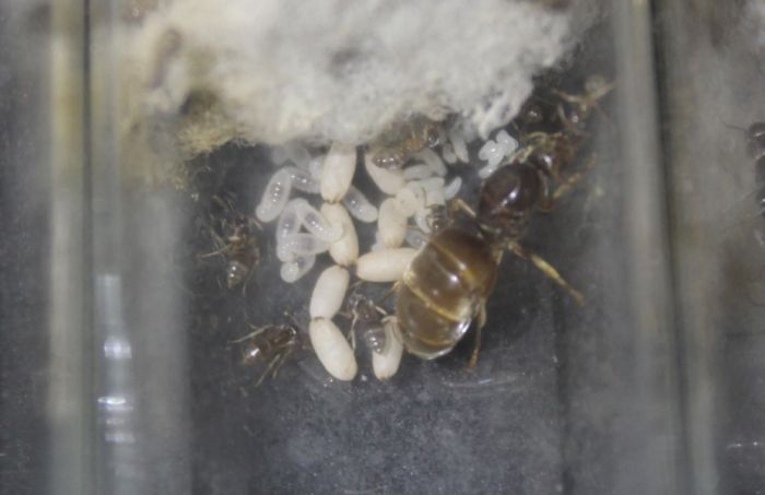 Lasius neoniger May 27 2018 (1)