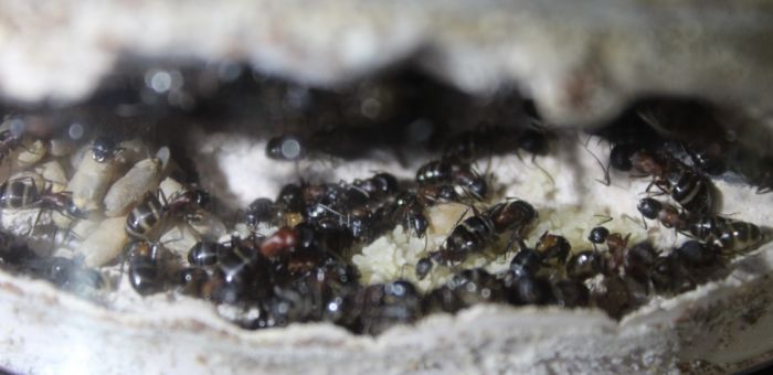 Camponotus novaeboracansis May 27 2018 (4)