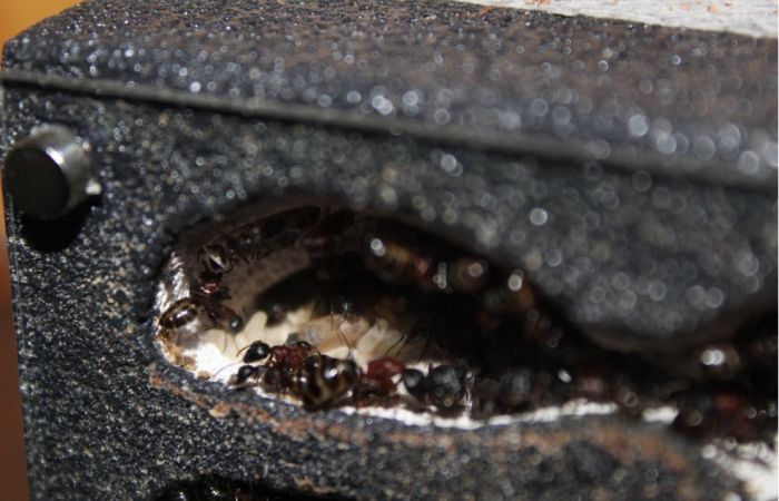 Camponotus novaeboracansis May 27 2018 (8)