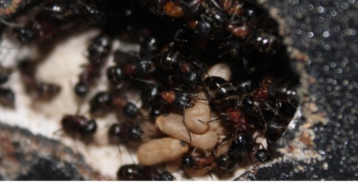 Camponotus novaeboracansis May 27 2018 (10)