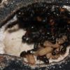 Camponotus novaeboracansis May 27 2018 (6)