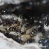 Camponotus novaeboracansis May 27 2018 (3)