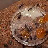 Camponotus novaeboracansis May 27 2018 (11)