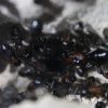 Camponotus novaeboracansis May 27 2018 (2)