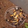 Camponotus novaeboracansis May 27 2018 (12)