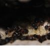 Camponotus novaeboracansis May 27 2018 (9)