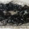 Camponotus pennsylvanicus May 23 2018 (1)
