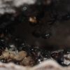 Camponotus novaeboracansis May 27 2018 (1)