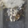 Lasius neoniger May 27 2018 (1)