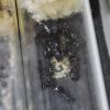 Camponotus herculeanus May 23 2018