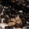 Camponotus novaeboracansis May 27 2018 (10)