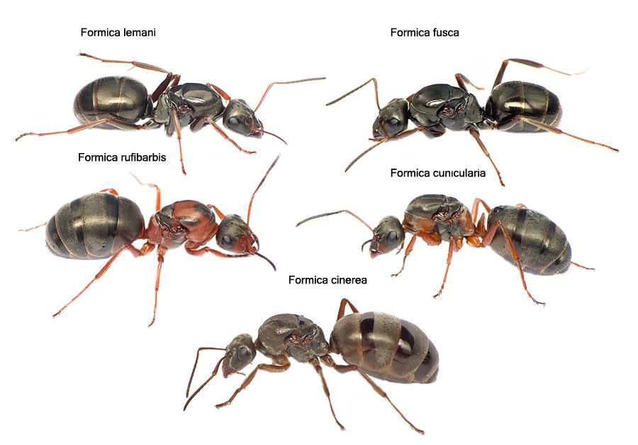 Various European Formica (Serviformica) queens