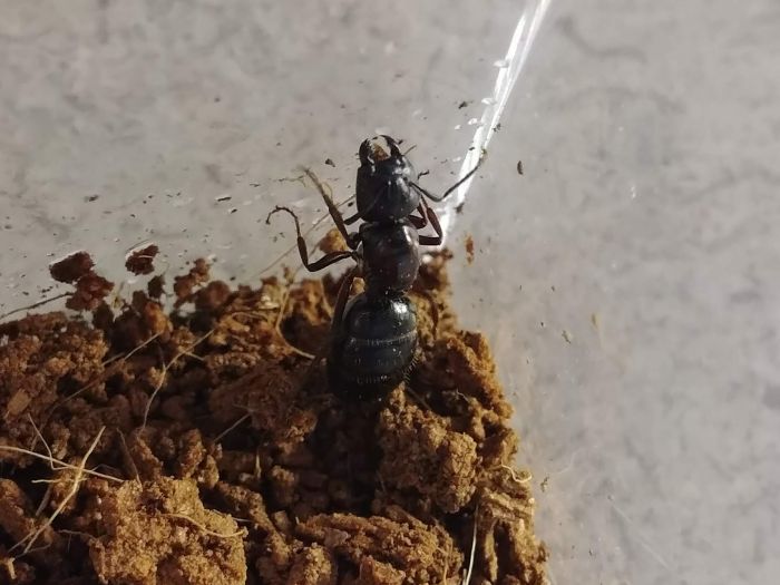 Ant Find 060118