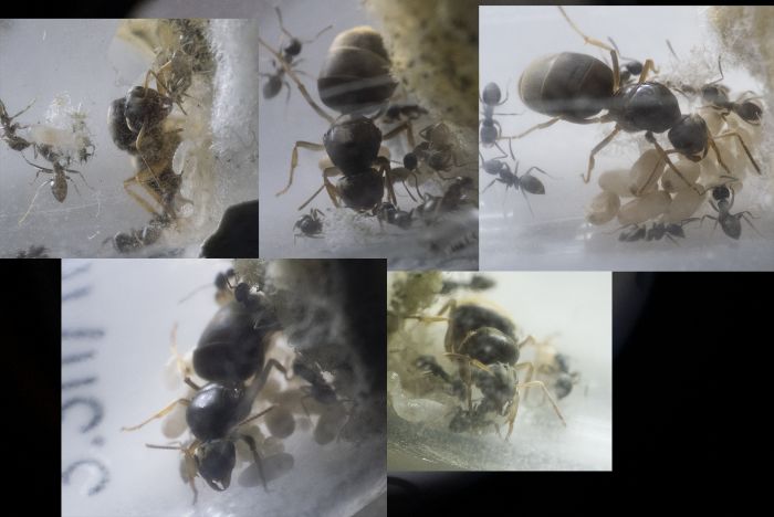 Lasius2 Lasius2