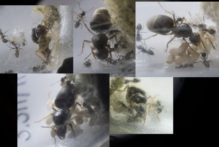 Lasius2