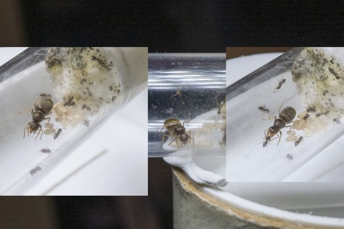 Lasius Lasius