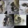 Lasius2