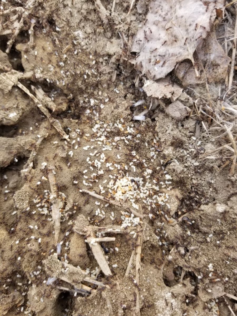 pavement Ant nest