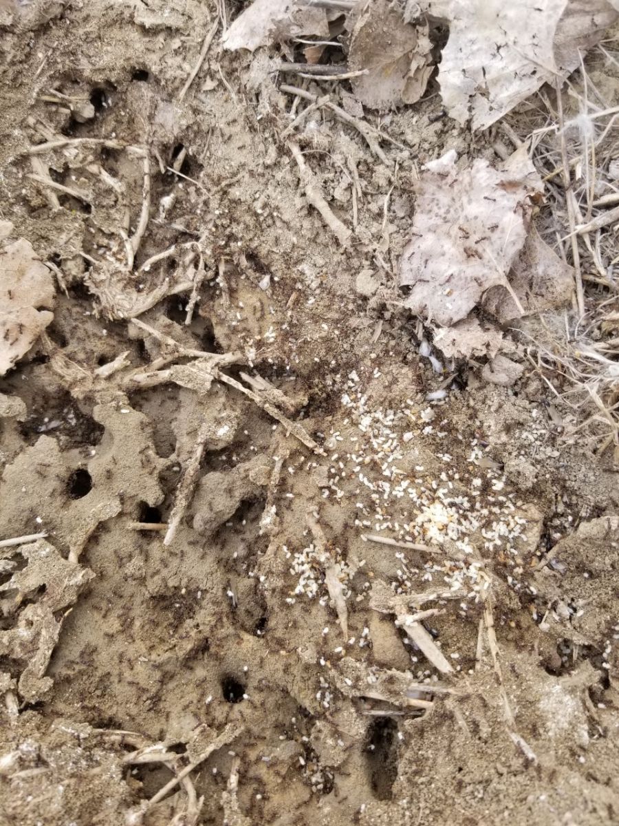 pavement Ant nest2