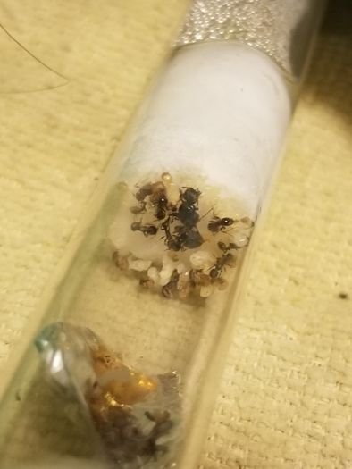 pavement Ant queen C Brood Boosted #10