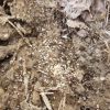 pavement Ant nest