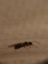 Second Queen side