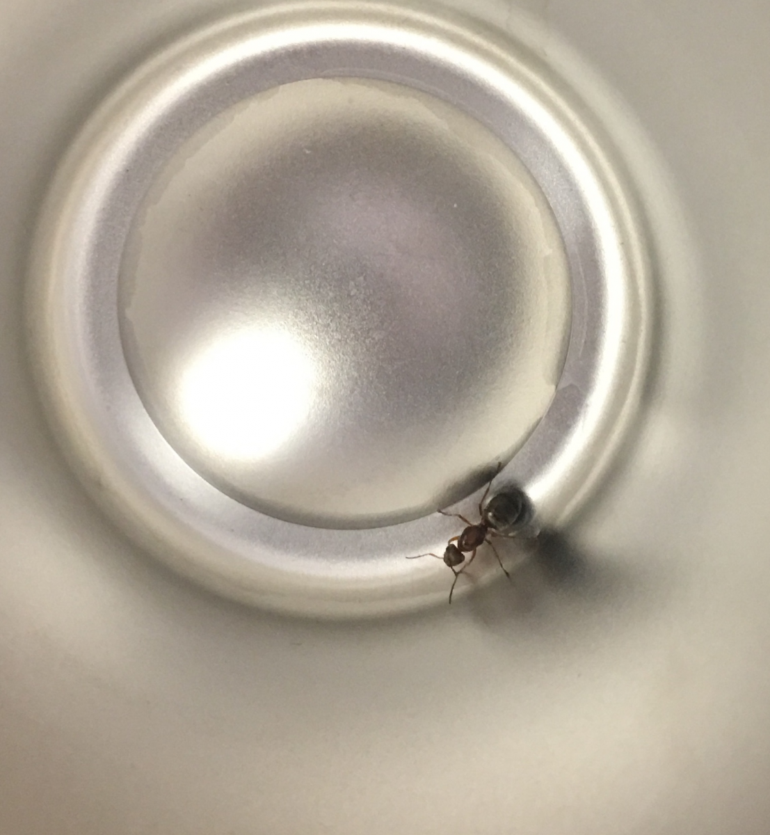 Camponotus sp. Queen Camponotus sp. Queen