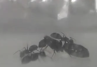 Camponotus