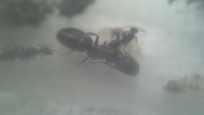 Camponotus