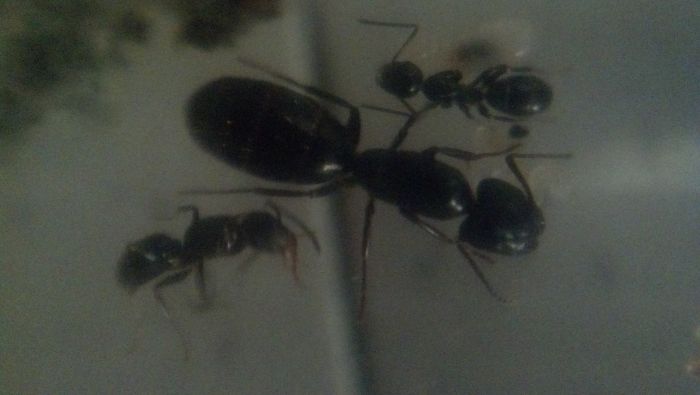 Camponotus