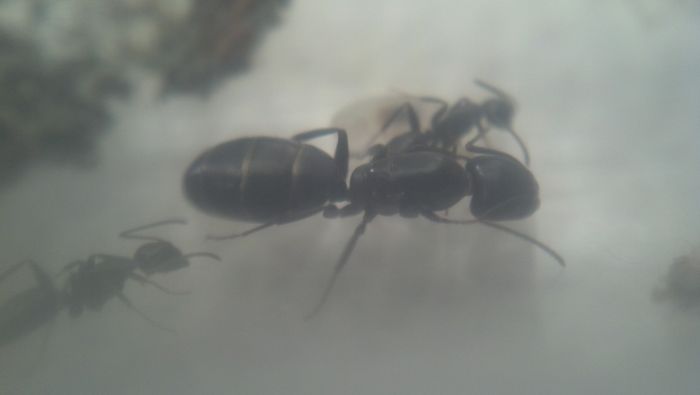 Camponotus