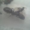 Camponotus