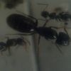 Camponotus