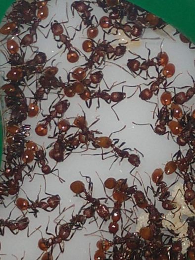 close up of workers/queen