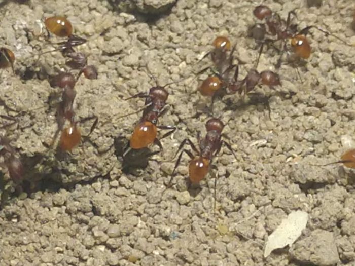 Aphaenogaster Tennesseensis workers exploring outworld