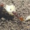 Aphaenogaster Tennesseensis worker carrying piece of peanut