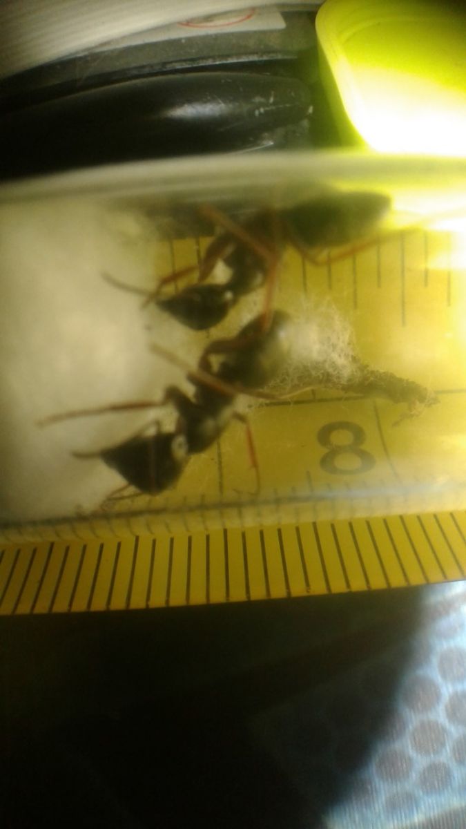 formica queens formica queens