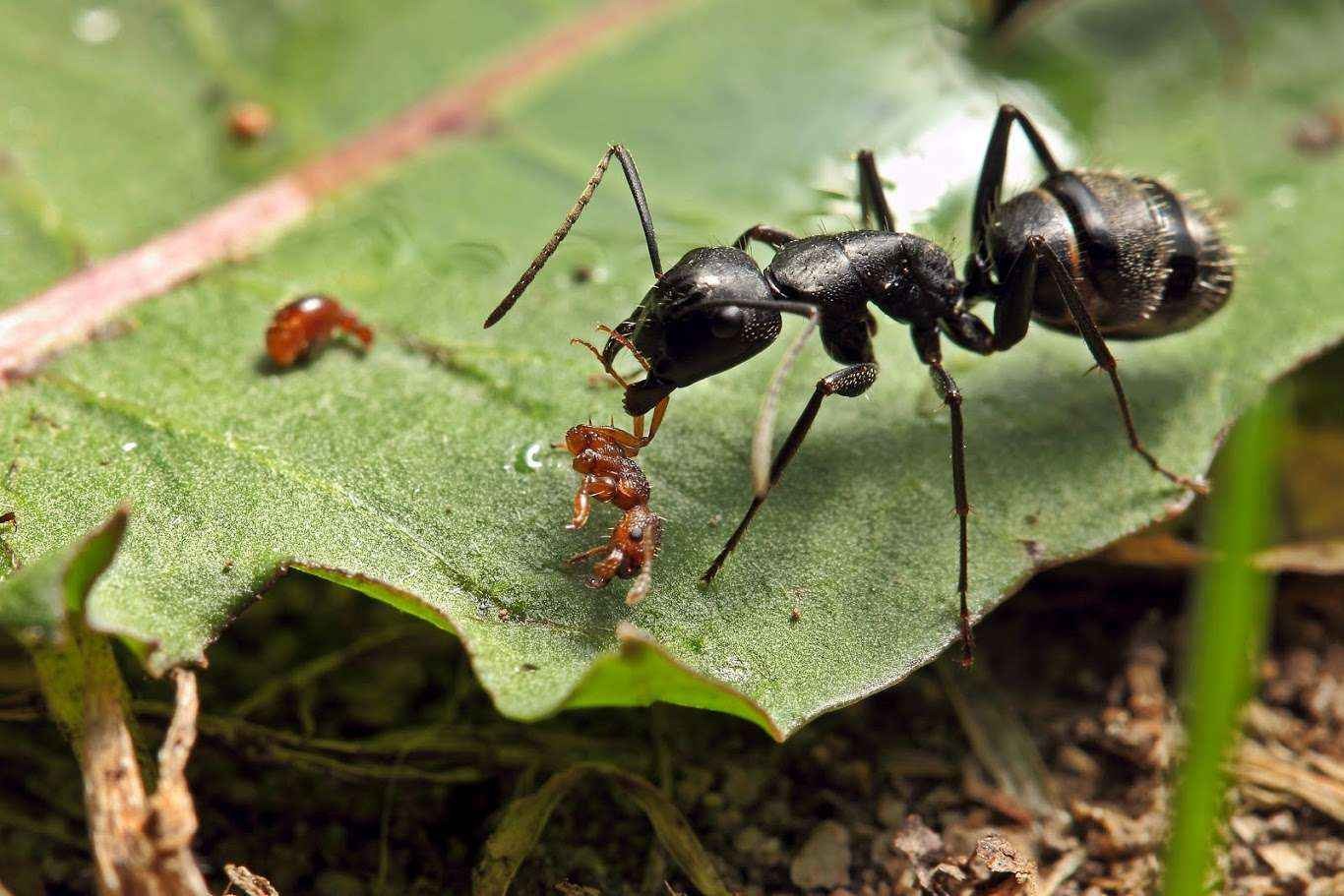 camponotus vagus myrmica