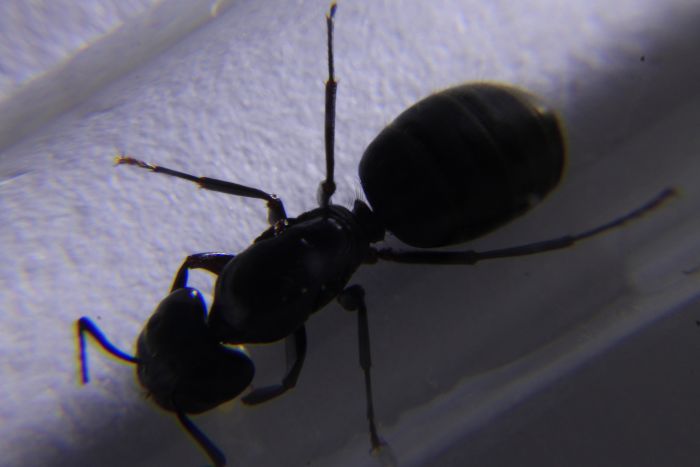 6/7 Camponotus