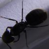 6/7 Camponotus