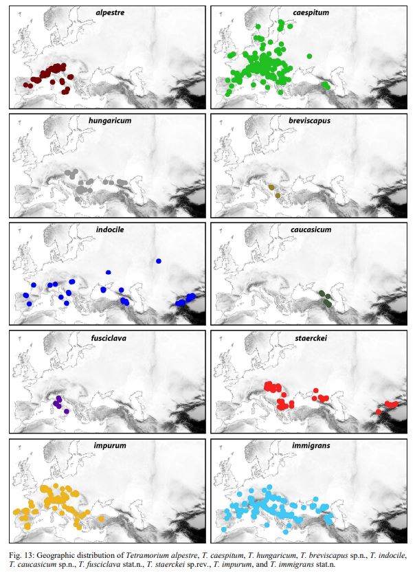 Tetramorium casespitum complex distribution