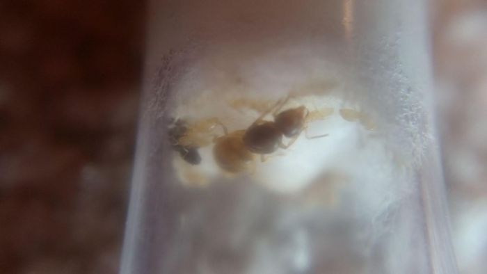 lasius sp 1