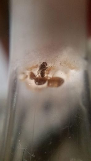 lasius sp 4