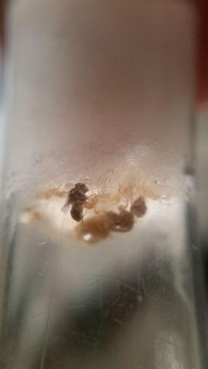 lasius sp 3