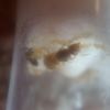 lasius sp 1